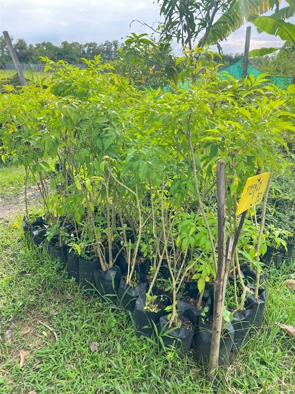 ต้นกล้าทองอุไร | สมบูรณ์จัดหาพันธ์ไม้ - หนองเสือ ปทุมธานี