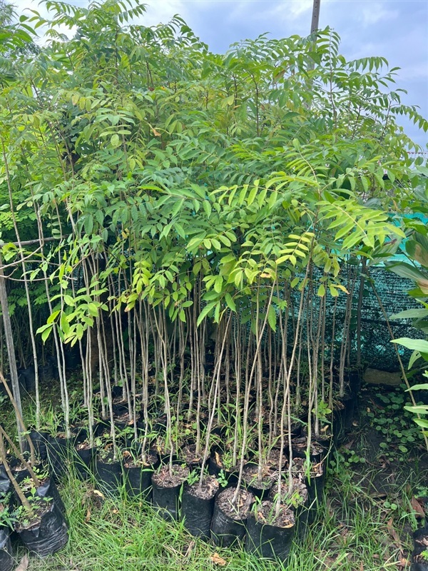 ต้ยตะคร้ำ | สมบูรณ์จัดหาพันธ์ไม้ - หนองเสือ ปทุมธานี