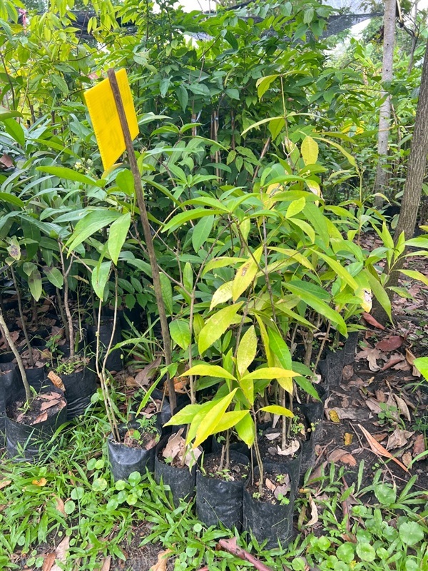 ต้นเปล้าน้อย | สมบูรณ์จัดหาพันธ์ไม้ - หนองเสือ ปทุมธานี