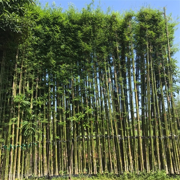 ต้นไผ่ | สวนไผ่เลี้ยง - เมืองปราจีนบุรี ปราจีนบุรี