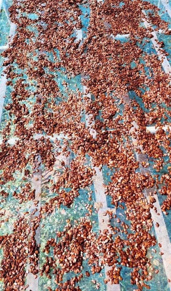 เมล็ดกระถิน กระถิน | สวนยายเกด - พระนครศรีอยุธยา พระนครศรีอยุธยา