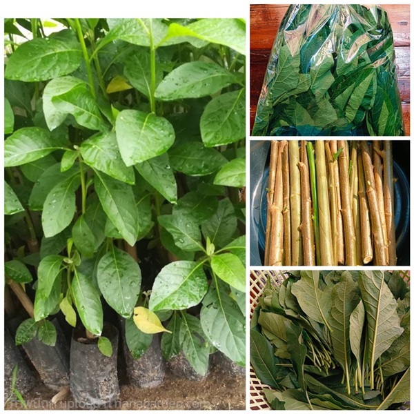 หนาดเฉาเหว่ย  ต้นหนาดเฉาเหว่ย | เนตรนภาพันธุ์ไม้ - เมืองตรัง ตรัง