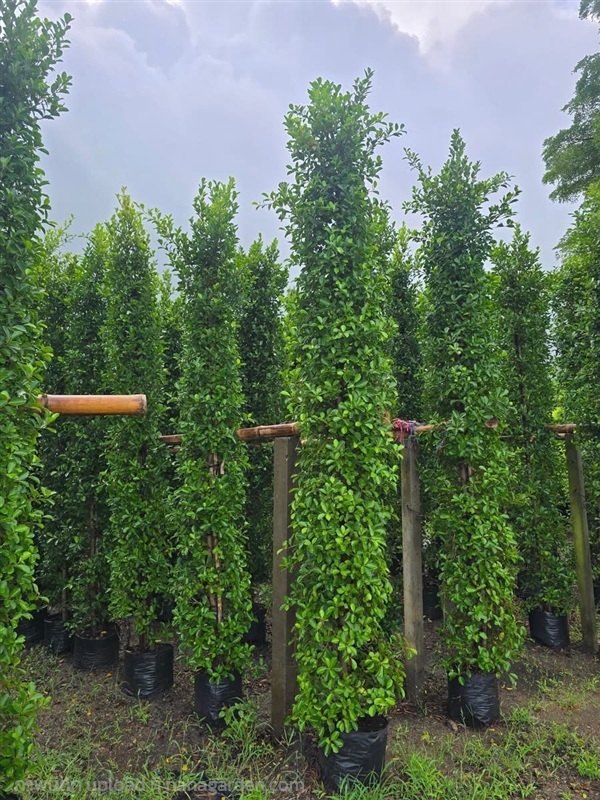 ไทรอินโด ต้นไทรอินโด ส่งตรงจากสวน | ซามะ การ์เด้น - องครักษ์ นครนายก