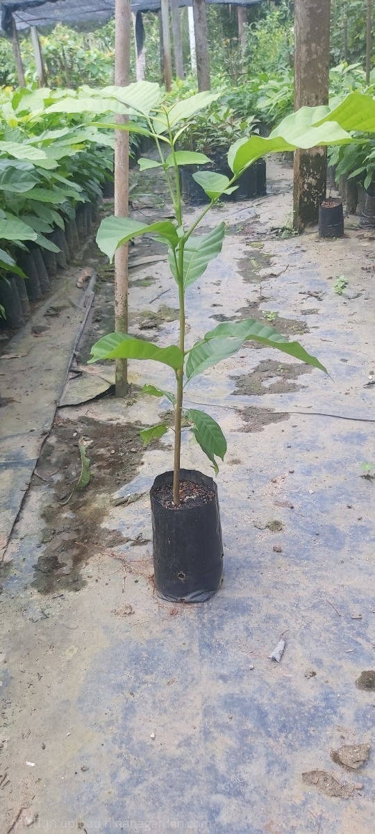 ต้นตาเสือ | สวนพิจิตรา พันธุ์ไม้ (ปราจีนบุรี) - เมืองปราจีนบุรี ปราจีนบุรี