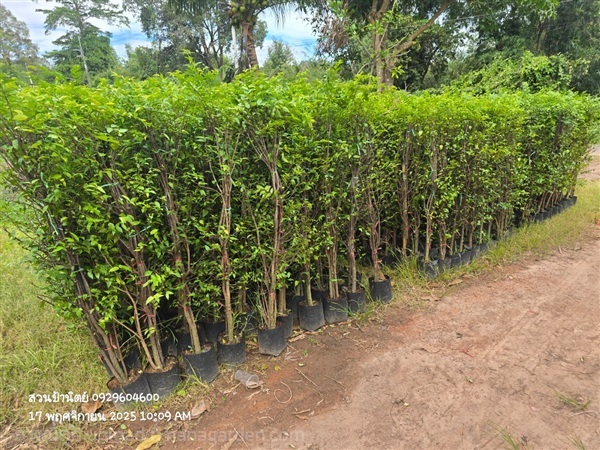 โมก1.2ม. | สวนป้านิตย์ ปราจีนบุรี - เมืองปราจีนบุรี ปราจีนบุรี