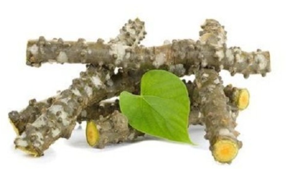 เถาบอระเพ็ดสด  | บ้านสวนลุงผอม - ประจันตคาม ปราจีนบุรี