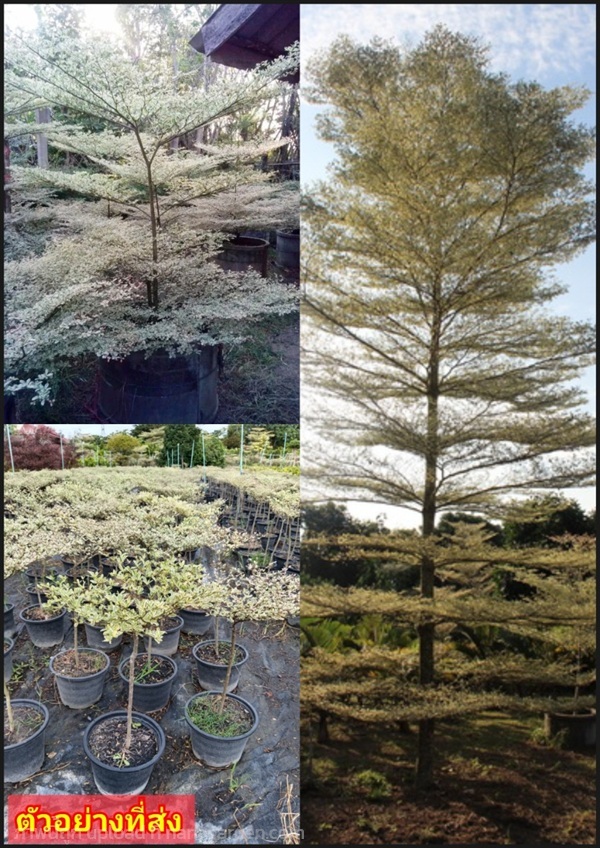 ต้นหูกระจงด่าง หูกระจงด่าง? Ivory Coast almond Bla | Shopping by lewat - เมืองมหาสารคาม มหาสารคาม