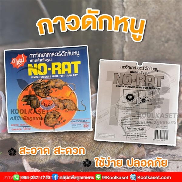 กาวดักหนู NO-RAT สำเร็จรูป เหนียวพิเศษ | คลินิกพืชคูลเกษตร - ชุมตาบง นครสวรรค์