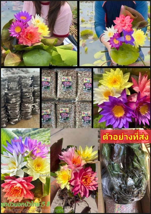ชุดบัวคละสี 5 สี 5 สายพันธุ์ บัวนอก บัวไทย เหลืองโ | Shopping by lewat - เมืองมหาสารคาม มหาสารคาม