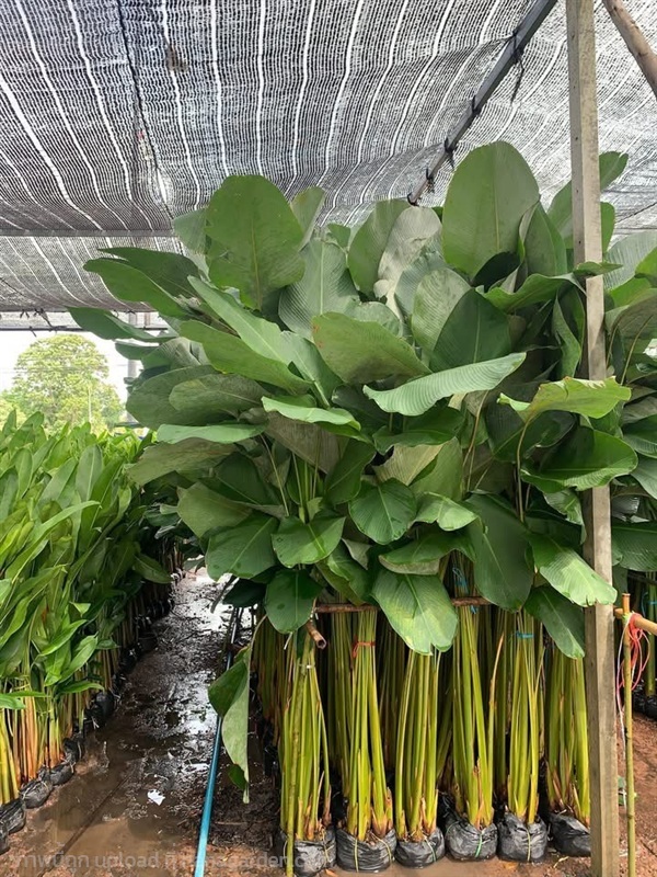 ต้นซิการ์ | สวนไผ่เลี้ยง - เมืองปราจีนบุรี ปราจีนบุรี