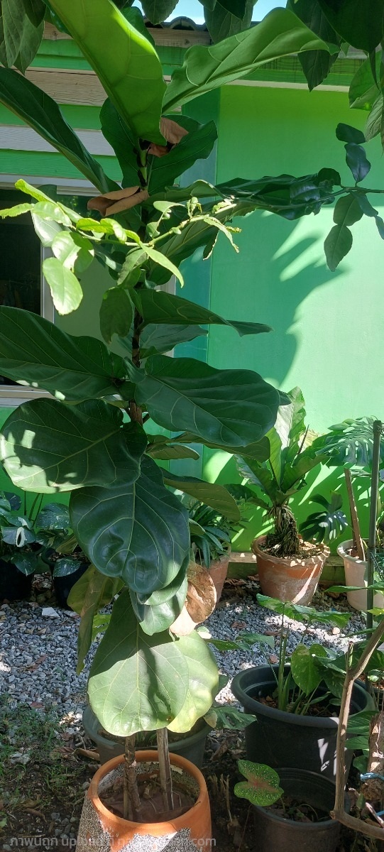 ไทรใบสัก ต้นสูง 2 เมตร ในกระถาง นำไปวางประดับได้ | ไร่พยงค์ - สว่างแดนดิน สกลนคร