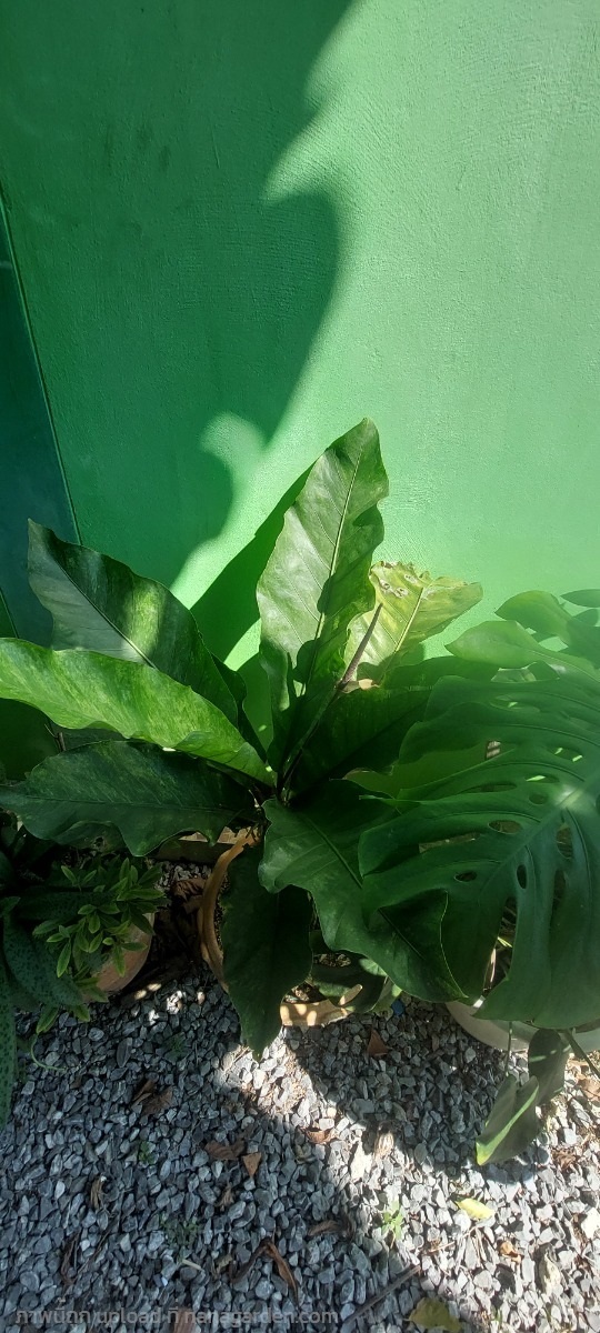 โชคเก้าชั้นด่าง | ไร่พยงค์ - สว่างแดนดิน สกลนคร