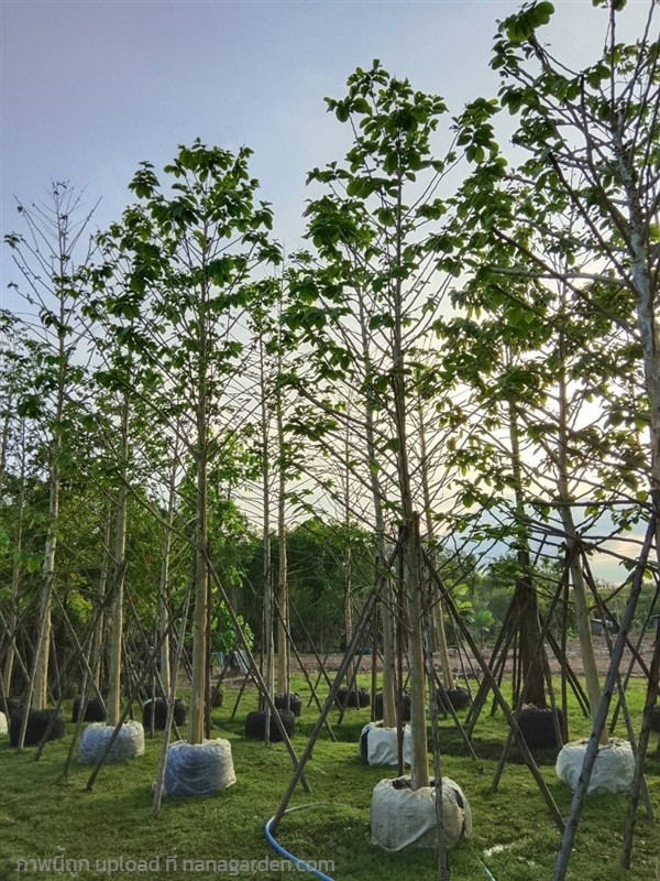 ขานาง | ตลาดต้นไม้ คลอง 15 ซ.หลังวัดคต - บางพลี สมุทรปราการ