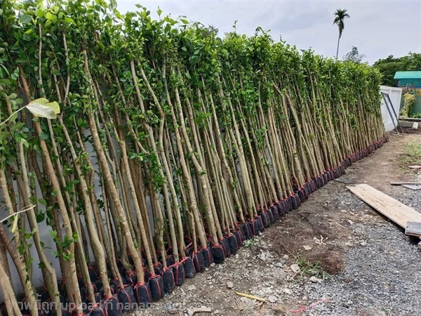 ต้นข่อย | สวนไผ่เลี้ยง - เมืองปราจีนบุรี ปราจีนบุรี