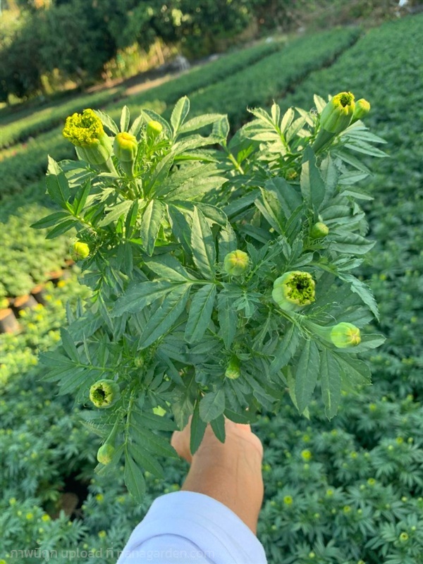 จำหน่าย  ต้นดาวเรือง ไม้ดอกทุกชนิด  ราคาส่ง | สวนทรัพย์สมบัติ - เมืองสมุทรปราการ สมุทรปราการ