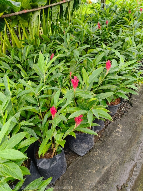 ขิงแดง | สวนสุชาติพันธุ์ไม้2คลอง15 - องครักษ์ นครนายก