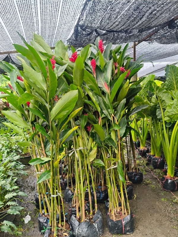 ขิงแดง | สวนสุชาติพันธุ์ไม้2คลอง15 - องครักษ์ นครนายก