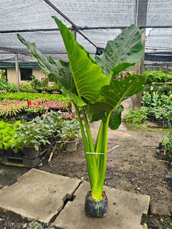 บอนกระดาษเขียว | สวนสุชาติพันธุ์ไม้2คลอง15 - องครักษ์ นครนายก