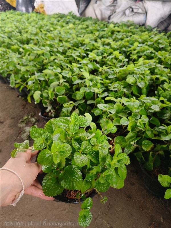 มิ้นท์เลื้อยหรือสะระแหน่ประดับ | สวนสุชาติพันธุ์ไม้2คลอง15 - องครักษ์ นครนายก