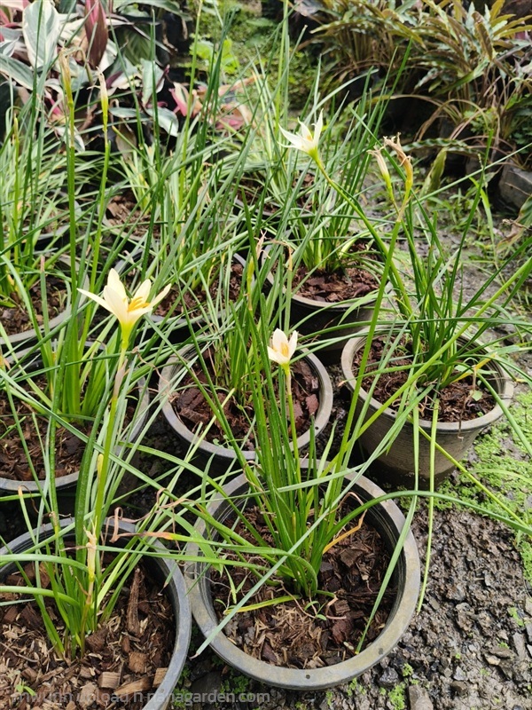 บัวดินดอกสีขาว | สวนสุชาติพันธุ์ไม้2คลอง15 - องครักษ์ นครนายก