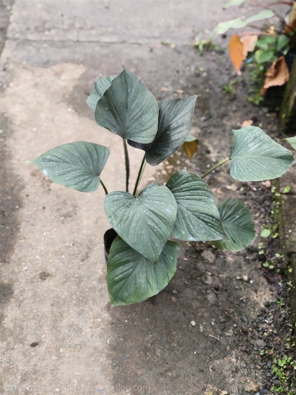 ว่านเสน่ห์จันทร์นาค | สวนสุชาติพันธุ์ไม้2คลอง15 - องครักษ์ นครนายก