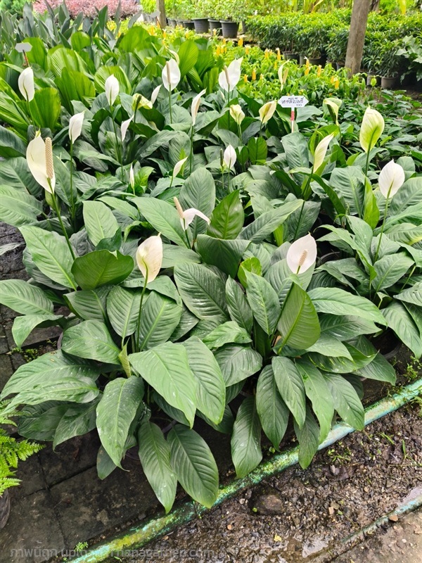 เดลีใบโพธิ์ | สวนสุชาติพันธุ์ไม้2คลอง15 - องครักษ์ นครนายก