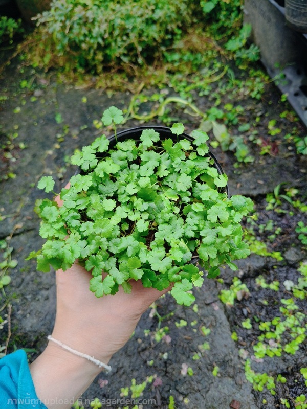 ใบบัวบกจิ๋ว | สวนสุชาติพันธุ์ไม้2คลอง15 - องครักษ์ นครนายก