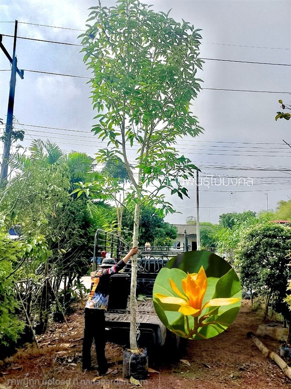 ต้นจำปีสีทอง | เดือนพันธุ์ไม้มงคล - บางใหญ่ นนทบุรี