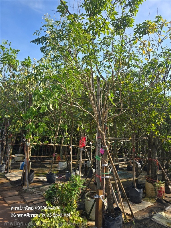 ปีบขาว3" | สวนป้านิตย์ ปราจีนบุรี - เมืองปราจีนบุรี ปราจีนบุรี