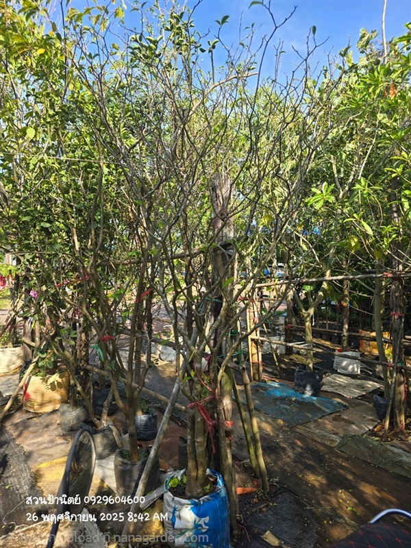 พุดจีบ | สวนป้านิตย์ ปราจีนบุรี - เมืองปราจีนบุรี ปราจีนบุรี