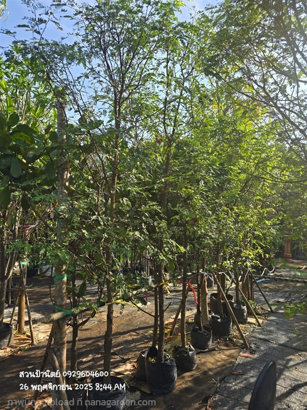 มะขามเปรี้ยว2" | สวนป้านิตย์ ปราจีนบุรี - เมืองปราจีนบุรี ปราจีนบุรี