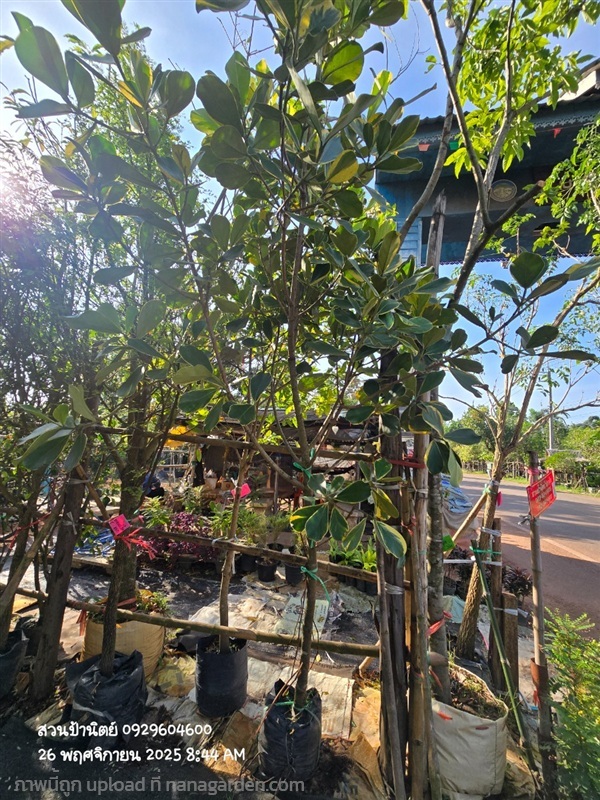 เกล็ดกระโห้ด่าง | สวนป้านิตย์ ปราจีนบุรี - เมืองปราจีนบุรี ปราจีนบุรี