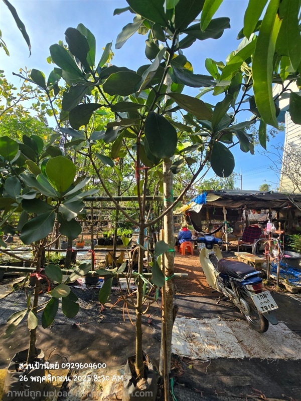 เกล็ดกระโห้เขียว สูง1.5-2ม. | สวนป้านิตย์ ปราจีนบุรี - เมืองปราจีนบุรี ปราจีนบุรี