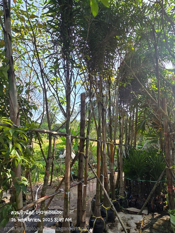 ฟอกเทล คอวี2เมตร ราคาแค่ที่ร้าน | สวนป้านิตย์ ปราจีนบุรี - เมืองปราจีนบุรี ปราจีนบุรี