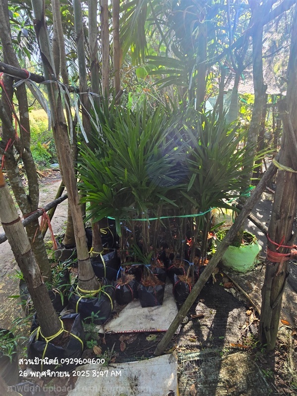 จั๋งเชียงใหม่  | สวนป้านิตย์ ปราจีนบุรี - เมืองปราจีนบุรี ปราจีนบุรี