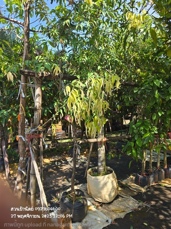 เสม็ดแดง ไม้นิ้ว มีต้นเดียว | สวนป้านิตย์ ปราจีนบุรี - เมืองปราจีนบุรี ปราจีนบุรี