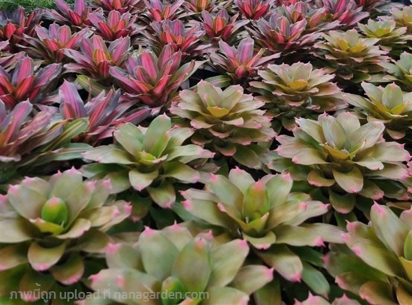 สับปะรดสี ต้นสับปะรดสี | สวนพันธุ์ไม้ ป๊อบ - องครักษ์ นครนายก