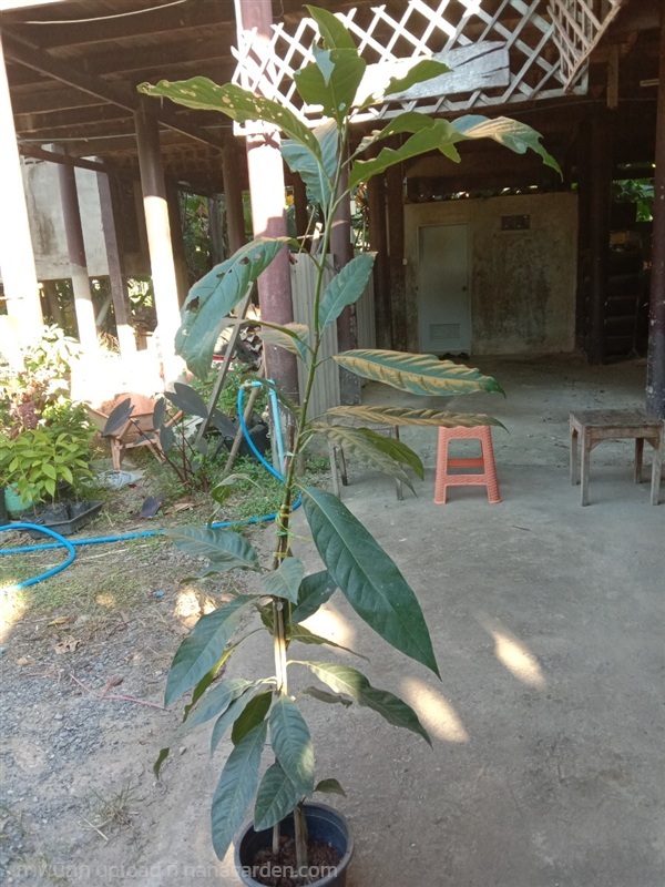 ต้นมณฑาขาว มณฑาขาวทองคำ | สวนยายเกด - พระนครศรีอยุธยา พระนครศรีอยุธยา