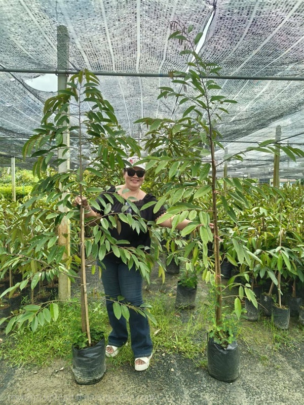 ต้นทุเรียนหนามดำ  โอวฉี่ | สวนกิตรุ่งเรือง - ฉวาง นครศรีธรรมราช