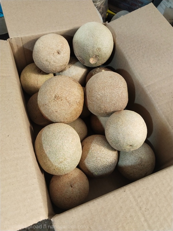 มะขวิด ขายผลสด | เมล็ดพันธุ์ดี เกษตรวิถีไทย - เมืองระยอง ระยอง