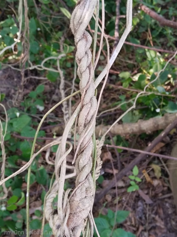 เถาวัลย์ เถาวัลย์ตามธรรมชาติรับจัดหาตามสั่ง | เมล็ดพันธุ์ดี เกษตรวิถีไทย - เมืองระยอง ระยอง