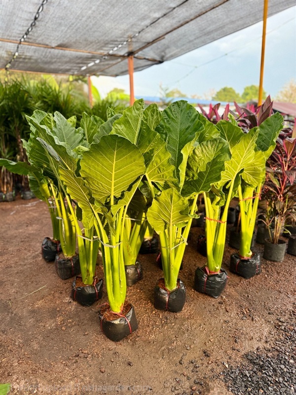 ต้นบอนกระดาษ | สวน ภ.ภูมิยาพันธุ์ไม้ - เมืองปราจีนบุรี ปราจีนบุรี