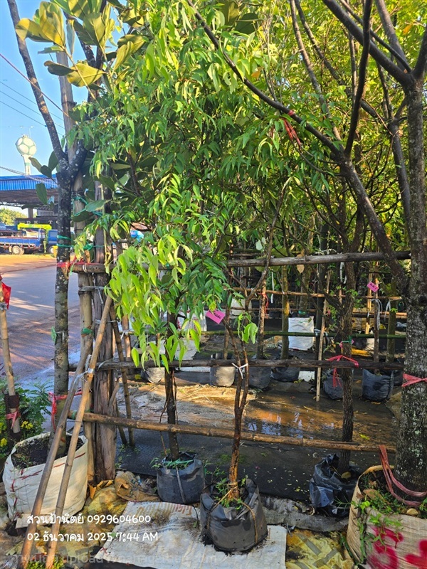 เสม็ดแดง ไม้นิ้ว มีต้นเดียว | สวนป้านิตย์ ปราจีนบุรี - เมืองปราจีนบุรี ปราจีนบุรี