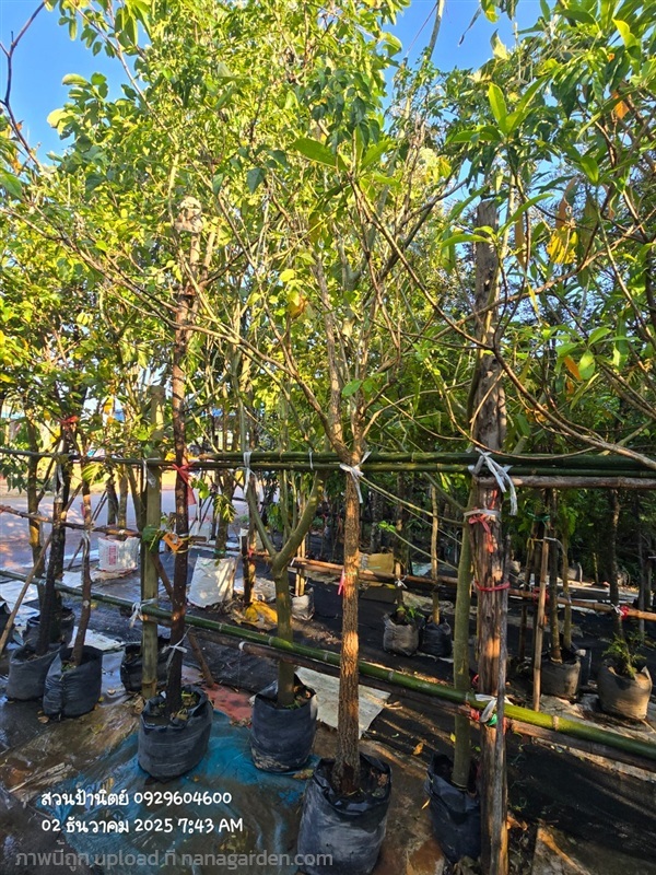 ปีบขาว3" | สวนป้านิตย์ ปราจีนบุรี - เมืองปราจีนบุรี ปราจีนบุรี