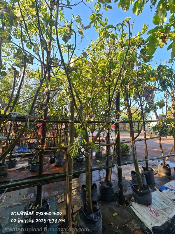 ทองหลางด่าง3" ดอกสีขาว | สวนป้านิตย์ ปราจีนบุรี - เมืองปราจีนบุรี ปราจีนบุรี