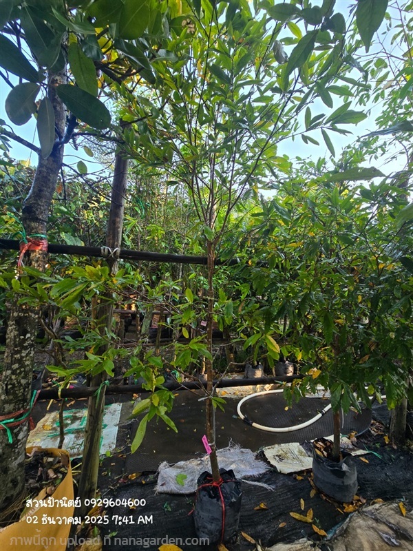 ช้างน้าว1.5"กับ2" เริ่มออกดอกมกราคม ดอกสีเหลือง | สวนป้านิตย์ ปราจีนบุรี - เมืองปราจีนบุรี ปราจีนบุรี