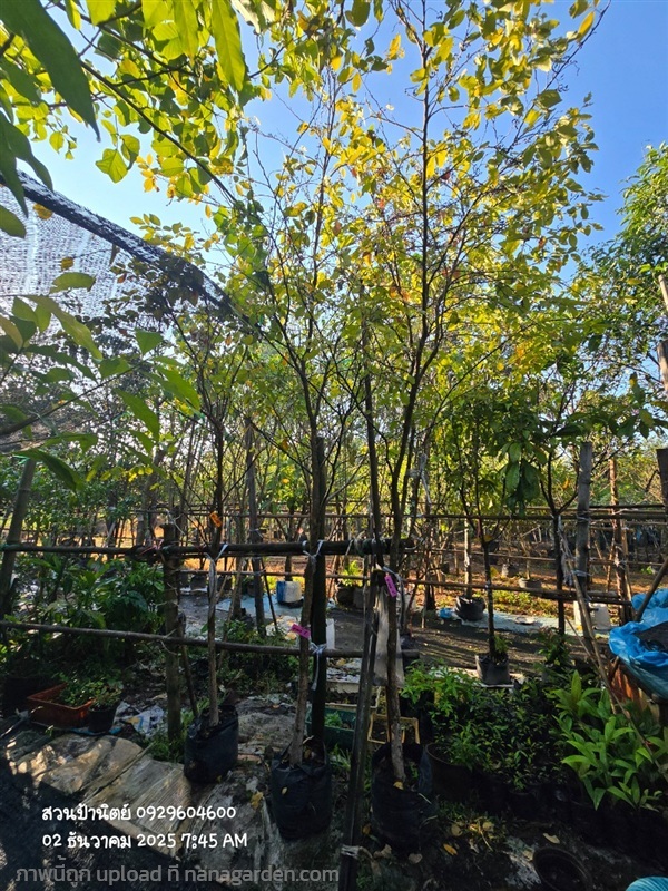ต้นชะแมบหรือทองนพเก้า 2" กำลังแตกใบใหม่ | สวนป้านิตย์ ปราจีนบุรี - เมืองปราจีนบุรี ปราจีนบุรี