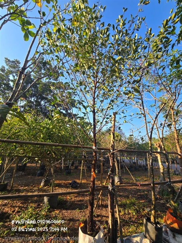 มั่งมี3"+ สูง4เมตร | สวนป้านิตย์ ปราจีนบุรี - เมืองปราจีนบุรี ปราจีนบุรี