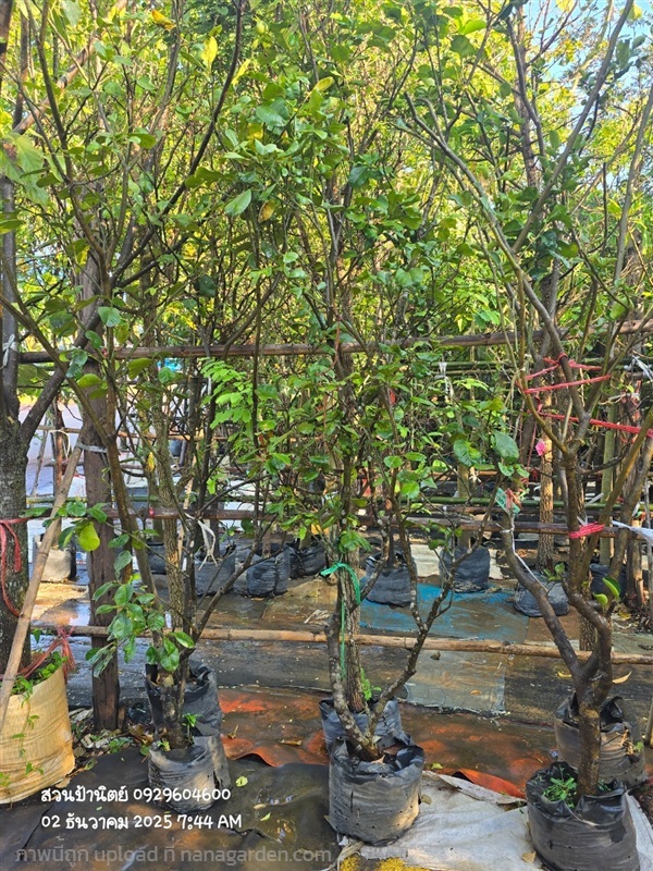 ส้มโอทองดี | สวนป้านิตย์ ปราจีนบุรี - เมืองปราจีนบุรี ปราจีนบุรี