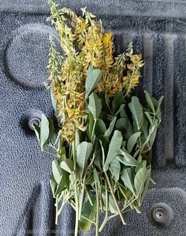 ต้นหิ่งหาย  รางจืดต้นตัวผู้ | สวนยายเกด - พระนครศรีอยุธยา พระนครศรีอยุธยา